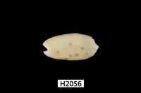 藏品(棋盤榧螺)的圖片